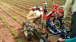 first time intercultivation in groundnut 🥜.