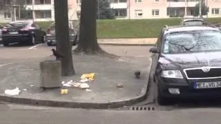 Rabenkrähe räumt den Müll auf.