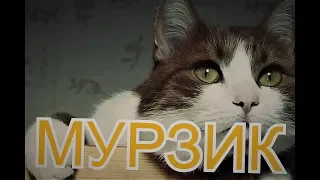 Говорящий кот Мурзик выпуск 3  НАКРУЧИВАЕТ ЭЛЕКТРОСЧЕТЧИК 🙀🙀