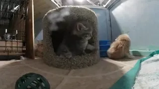 360 Degrees of Kittens Playing