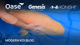 Modern Koi Blog #5620 - Live aus Japan: Riesenkoi aus der Glashausaufzucht