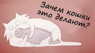 Зачем кошки это делают? (TED-Ed)