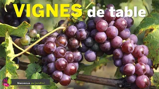 VIGNE : DÉCOUVREZ LES MEILLEURES VARIÉTÉS DE RAISIN DE TABLE BIEN ADAPTÉES AUX JARDINS D’AMATEURS