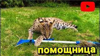 Сервал домашний на прогулке 🐆 serval cat big cat savannah