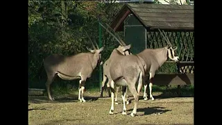 (Антилопа) Орикс обыкновенный - Oryx gazella gazella - Гемсбок - Gemsbok