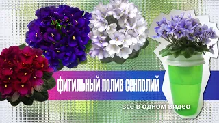 Фитильный полив сенполий