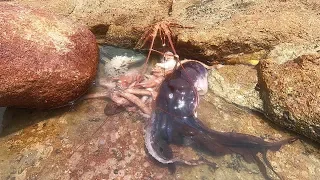 赶海碰上“海鲜盛宴”，龙虾八爪螃蟹应有尽有，这场面看着都爽