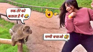 बंदरों की ऐसी हरकत देख हंसी नहीं रुकेगी 😂 । Funny Monkey Video । #mrboxinfo