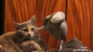 Попугай мучает кота| приколы с котом и попугаем♥)