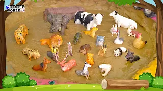 Muddy Adventures: Wild Animals vs Farm Animals for Kids | Playful based Learning Video