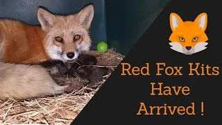 Pet Fox Had Babies !!