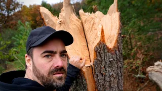 SEE what Lightning did to this HUGE TREE (Unbelievable!)