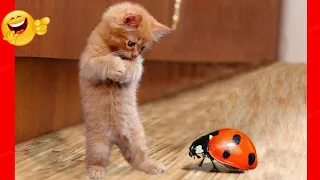 New Funny Videos 2024 😍 Cutest Cats and Dogs 🐱cats funny videos🐶 Part 28