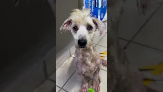 Very Matted Dog Gets A 5-Hour Haircut | The Dodo