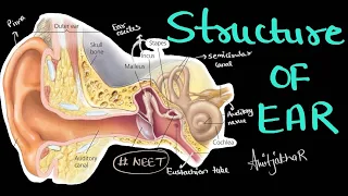 Structure of ear and it's parts ( vestibular apparatus, cochlea , organ of corti etc) biology #neet