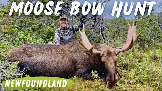 BULL MOOSE BOW HUNT, Newfoundland (Iron Will & Sevr 1.5 Broadheads)