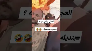 المذيعة #العجل وزنه طن ونص تقريبا بياكل ايه ؟ #هرب