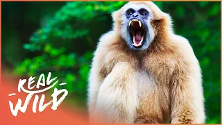 Gibbons: The Forgotten Apes In Peril (Wildlife Documentary) | Real Wild