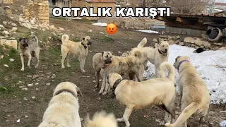 FAÇA BİR ANDA CANAVARA DÖNÜŞTÜ AZAPA ÇOK KÖTÜ SALDIRDI 😡 GÖZÜ KİMSEYİ GÖRMEDİ