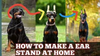 How to make Doberman ear cropping stand at home