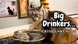 Best Purchase Ever | Catio Chat Vlog #pets #animals #cats #catvideo