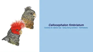 350 Parrot Species - #61 Callocephalon fimbriatum