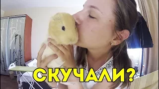 БРОСИЛА СВИНОК И УЕХАЛА!!! РЕАКЦИЯ МОРСКИХ СВИНОК! СКУЧАЛИ? / SvinkiShow