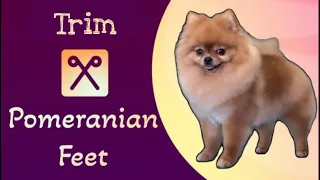 TRIM a POMERANIAN's feet.