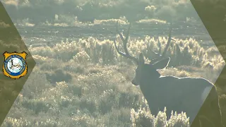 Wyoming Wildlife Magazine Mule Deer Issue