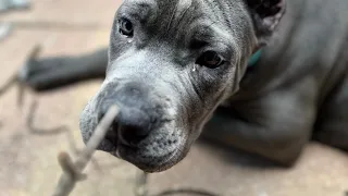 My Name is Luna Bear and I have an Obsession with Bringing Sticks Inside The House