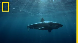 Great White Shark Hunting Patterns | When Sharks Attack