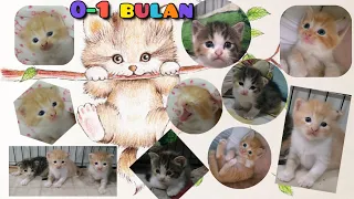 PERKEMBANGAN BAYI KUCING PERSIA CAMPUR KAMPUNG KITTEN MIXDOM LUCU DARI USIA 0 SAMPAI 1 BULAN