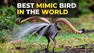Lyrebird | Best Mimic Bird In The World | The Planet Voice