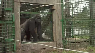 Две гориллы из Франции обрели новый дом в заповеднике Габона