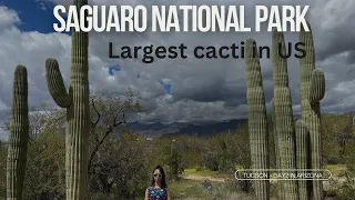 Saguaro the largest cacti in US