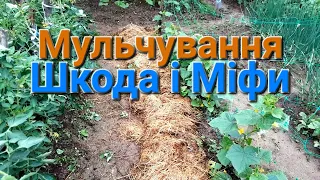 Міфи та шкода від Мульчування///Чим та як мульчую свої рослини на Дачі@Dacha_Sad_Gorod