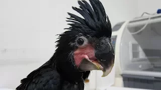 Herbert the cute Palm Cockatoo at Paradise Park in Cornwall