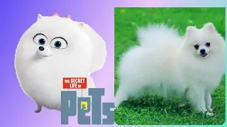 Secret Life of Pets: All Characters In Real Life