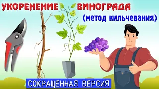 Как самостоятельно вырастить саженцы винограда. От заготовки до проращивания. Короткий ролик.