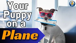 Flying A Dog Or Puppy: Susan's Pre-Flight Plan #233 #podcast