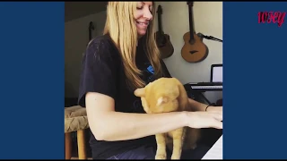 watch cat playing musical instruments