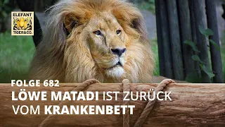 Katerfrühstück! (Folge 682) | Elefant, Tiger & Co. | MDR