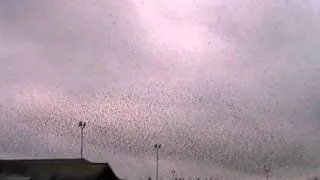 Starlings at Gretna Green, Oct.28th 2011