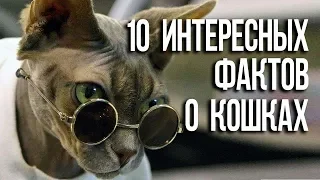 ✔ Самые интересные факты о кошках