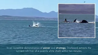 Killer Whale vs White Shark  New Study Reveals Astonishing Predation Tactics