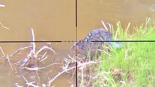 Beaver hunt with 22lr scope cam POV! Mag dumped￼!
