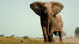 Helping to Protect the Okavango Basin | National Geographic