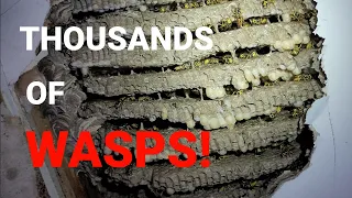 MASSIVE Yellow Jacket Nest INFESTATION | Wasp Nest Removal | Thousands Of Wasps!