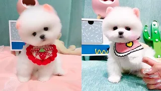 Cute and Funny Pomeranian Videos 55 #Shorts