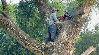 Full of risks... Cut down 2 dangerous trees near village housing.